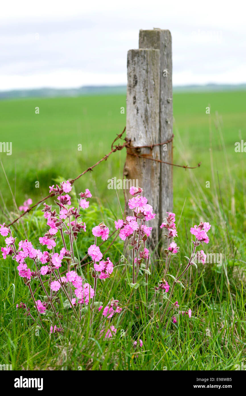 Fence Post Flowers High Resolution Stock Photography and Images Alamy