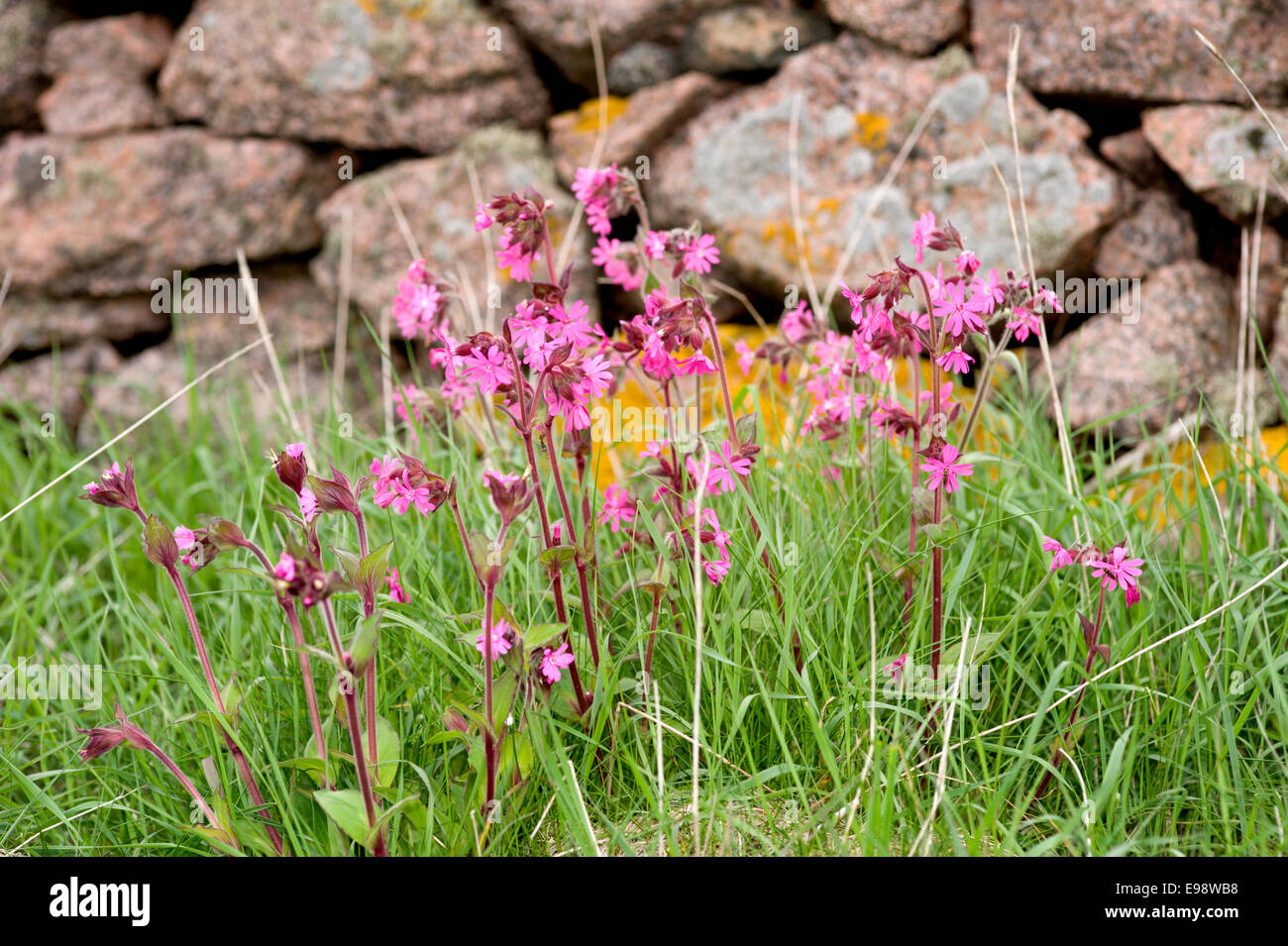 red campion flowers amongst the grass in front of a dry stone wall on the coast path from Bullers of Buchan in Aberdeenshire Stock Photo