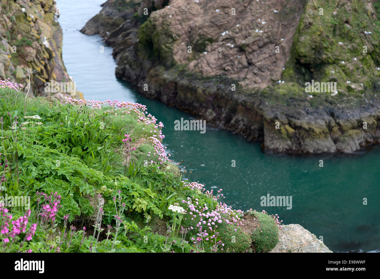 sea cliff covered with colourful wild flowers overlooking an inlet near Bullers of Buchan in Aberdeenshire Stock Photo