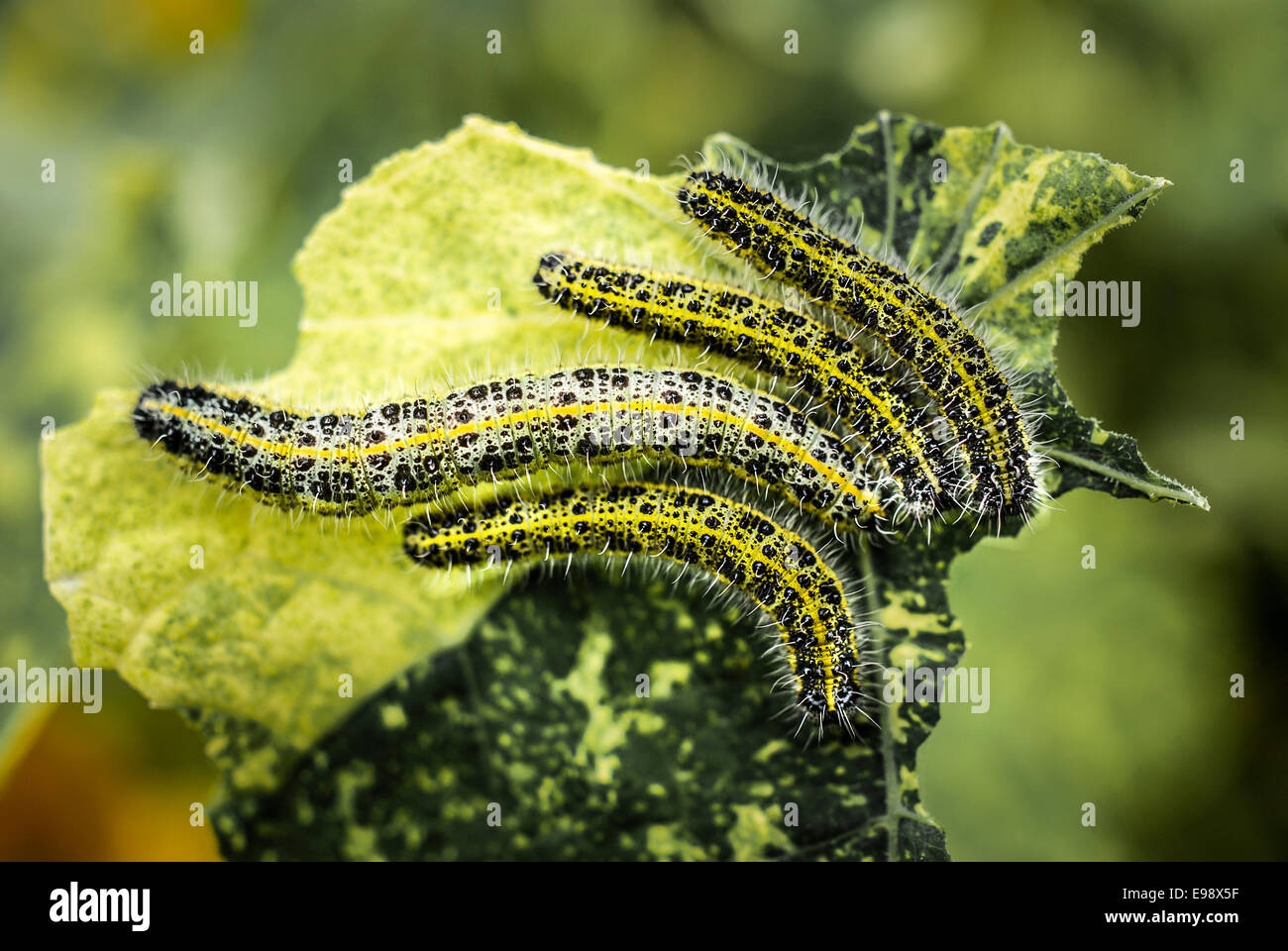 Cabbage White caterpillars feeding on nasturtium leaves Stock Photo