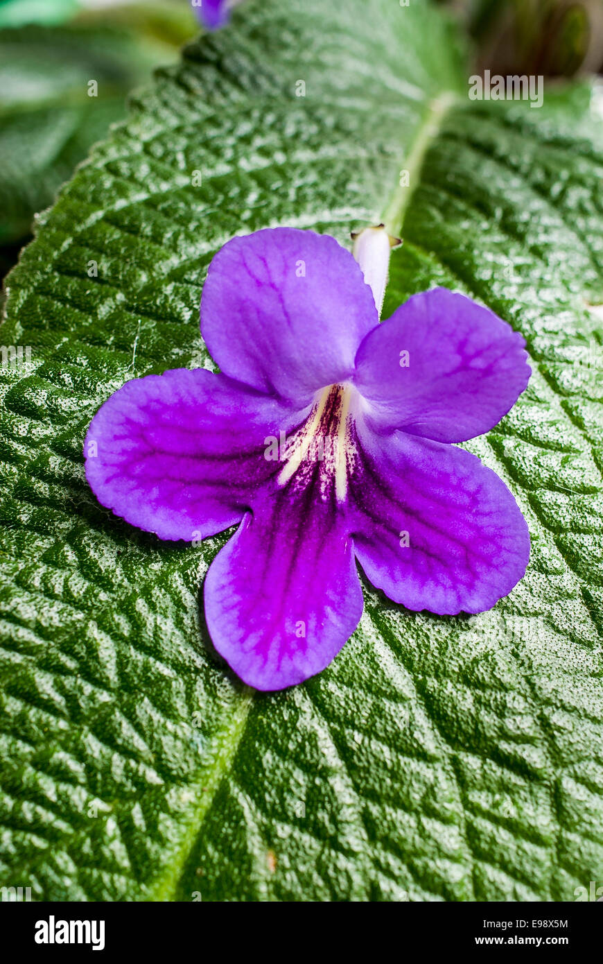 Streptocarpus 'Bethan' flower on leaf Stock Photo