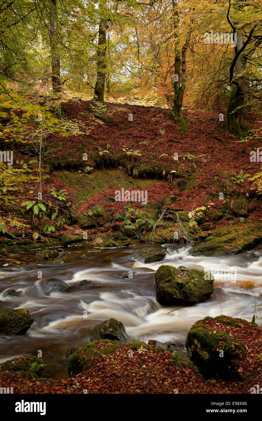 Autumn, river, Aberfeldy Birks, Perth Kinross, Perthshire, Scotland, UK Stock Photo