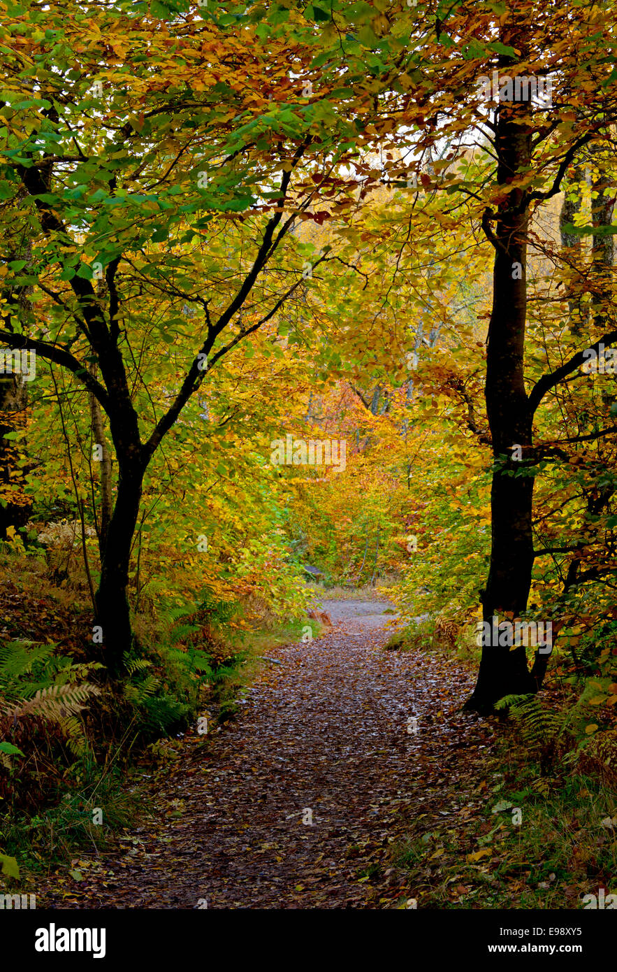 Autumn path Aberfeldy Birks, Perth and Kinross, Perthshire Scotland Stock Photo