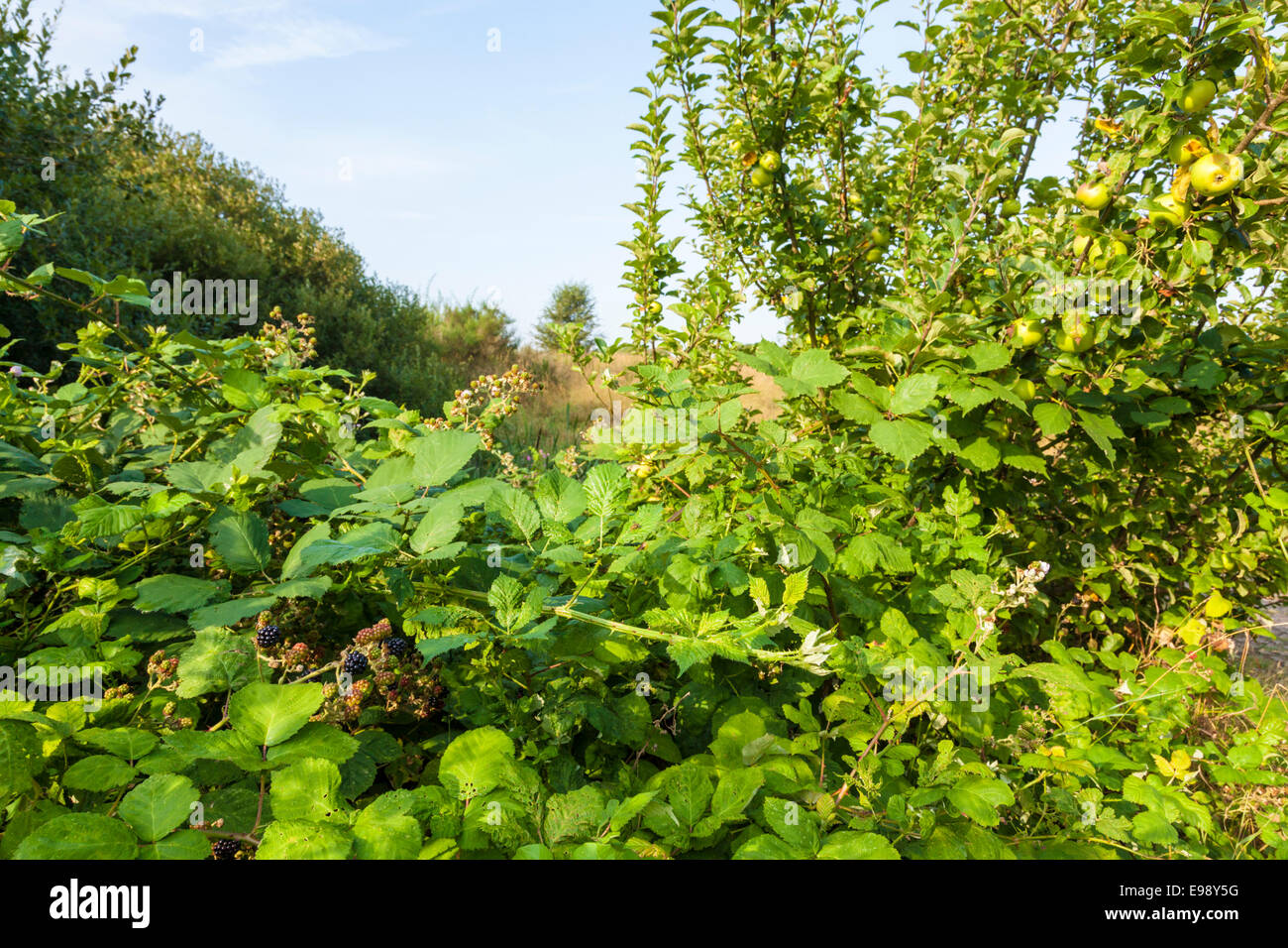 Blackberry bush hires stock photography and images Alamy