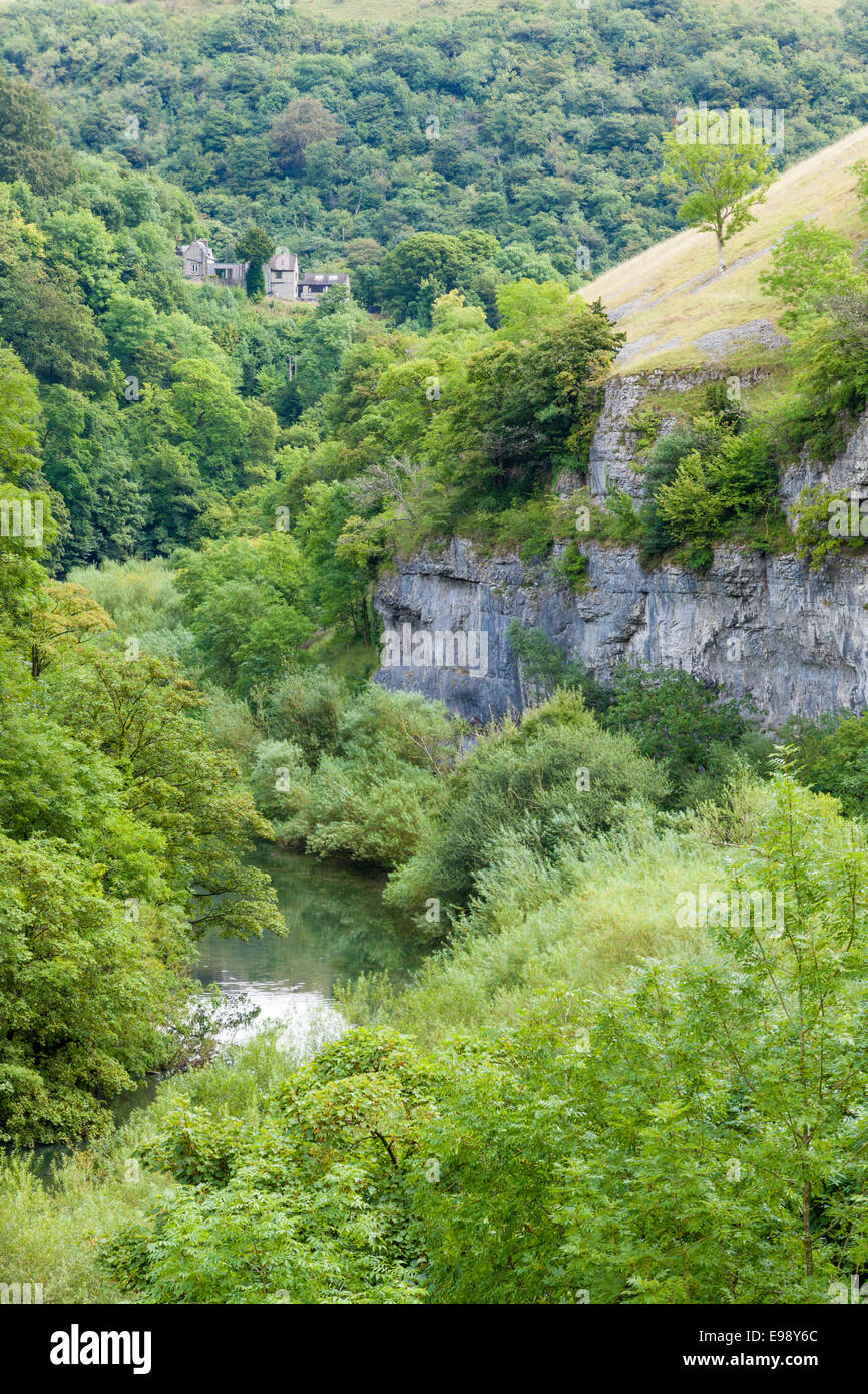 The River Wye almost hidden by trees in Miller's Dale in the Derbyshire Dales, White Peak, Peak District National Park, England, UK Stock Photo