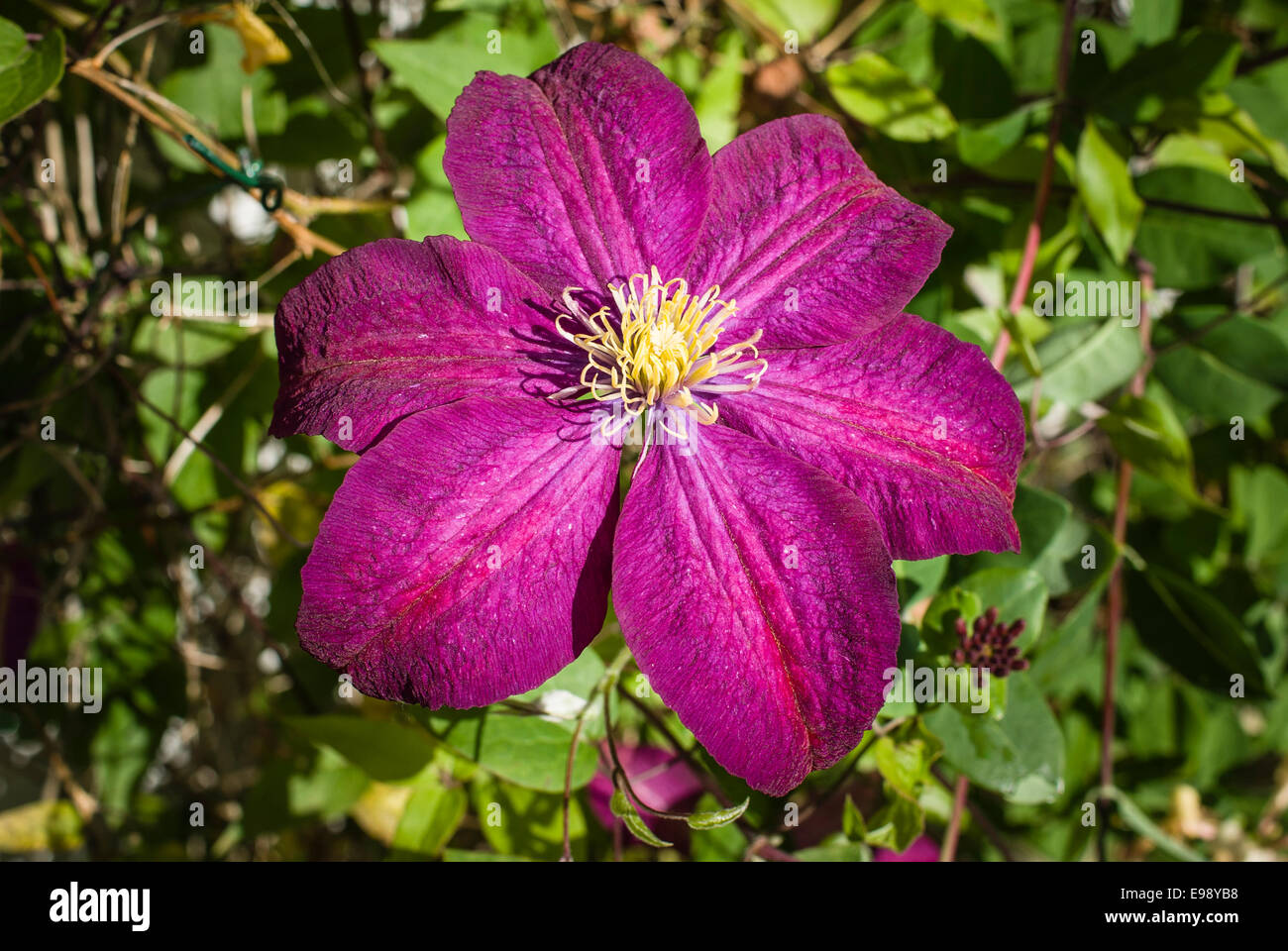 Clematis 'Niobe' flower Stock Photo