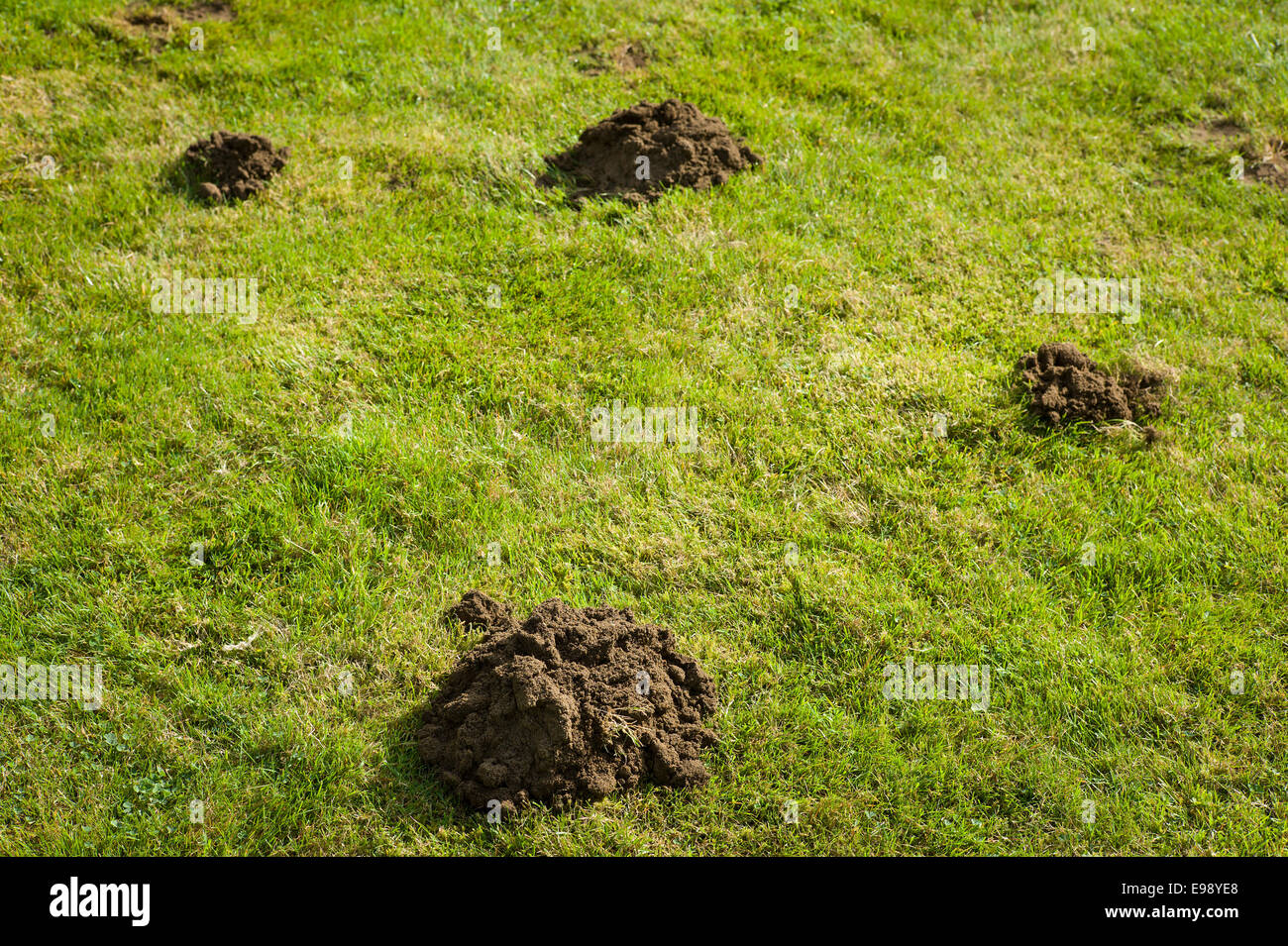 Newly dug mole hill on a garden lawn in autumn Stock Photo
