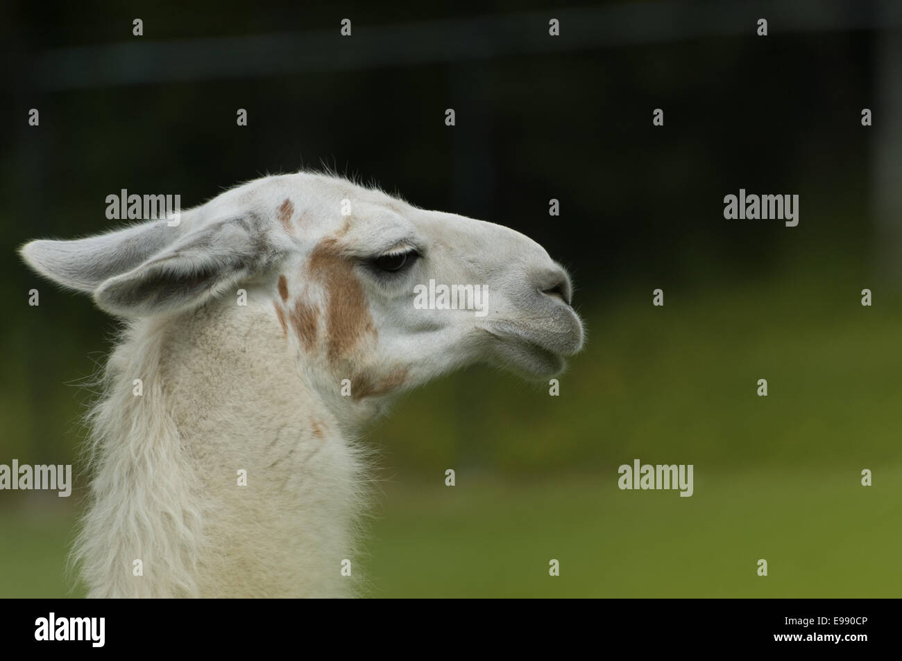 A close up the head of a llama. Stock Photo