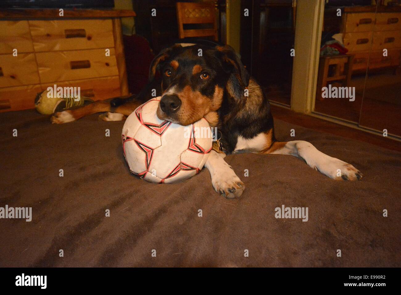 Dog dozing on his soccer ball. Stock Photo