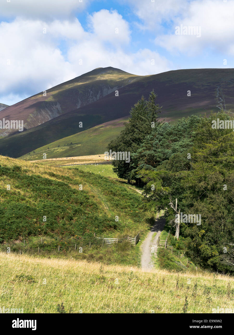 dh Skiddaw KESWICK LAKE DISTRICT Country track woods and cumbrian hillside Stock Photo