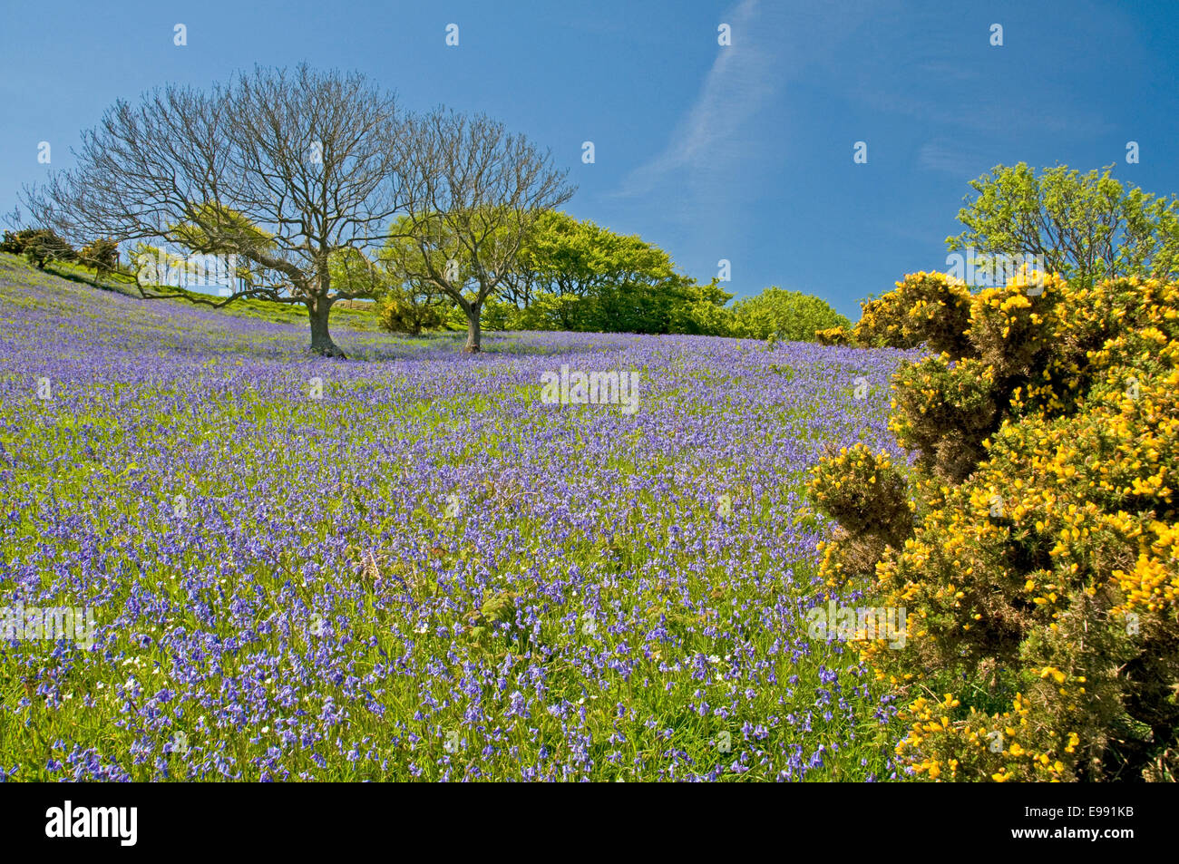 Selworthy beacon devon hi-res stock photography and images - Alamy