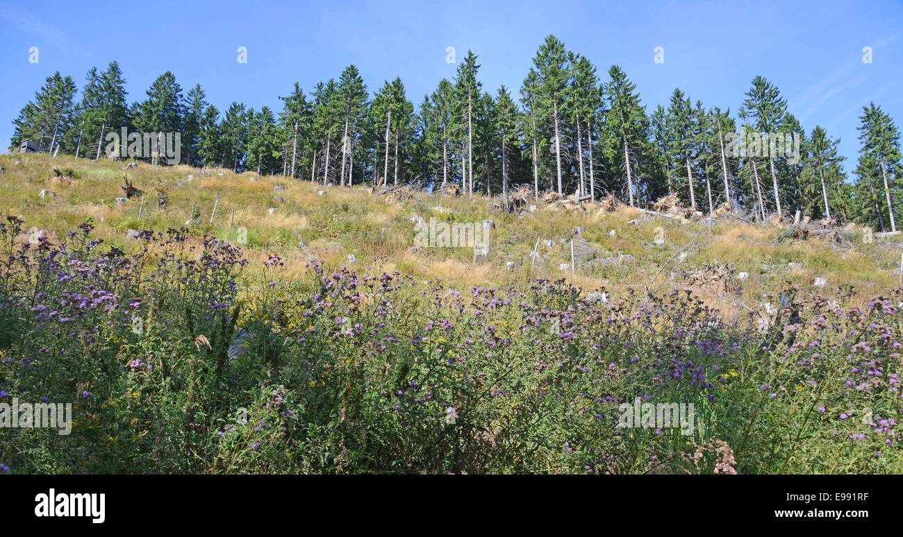 Woods in the Harz, near the mountain Brocken, Germany, on Aug. 24, 2013. Stock Photo