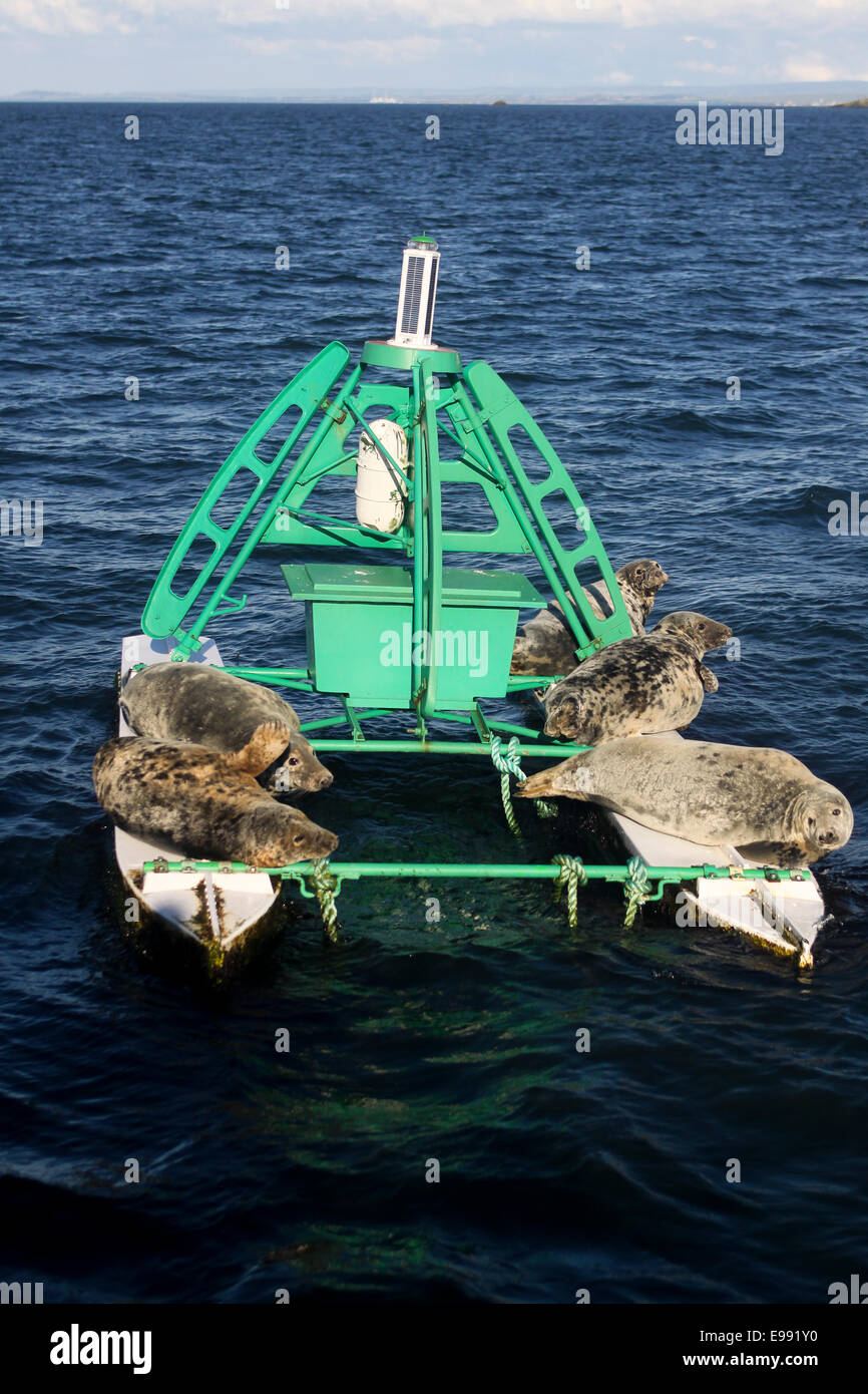 Seals basking on marine buoy Stock Photo