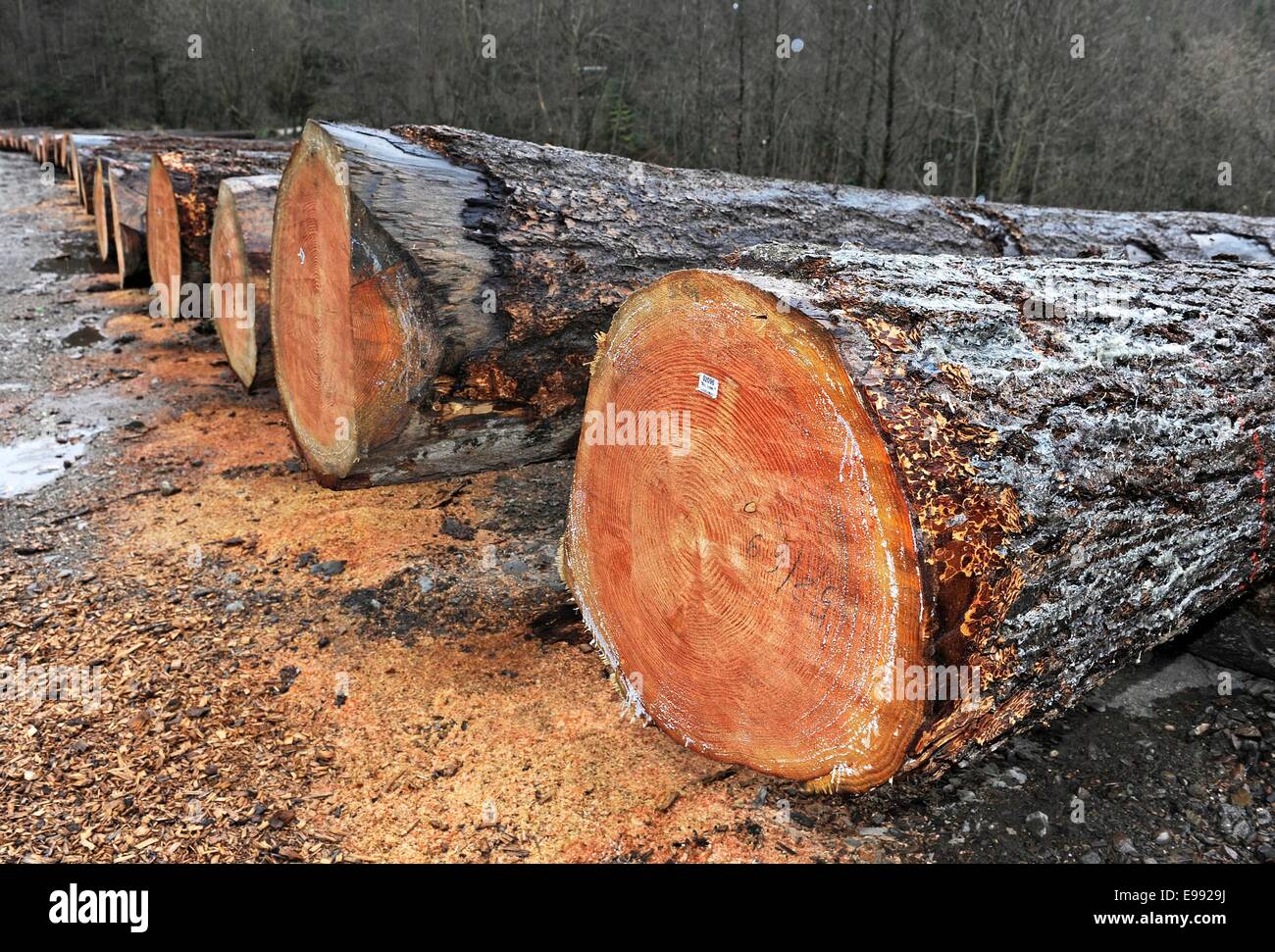 View of a r wood yard in the Black Forest near the mountain Belchen, southern Germany, on Dec.,16., 2011. Stock Photo
