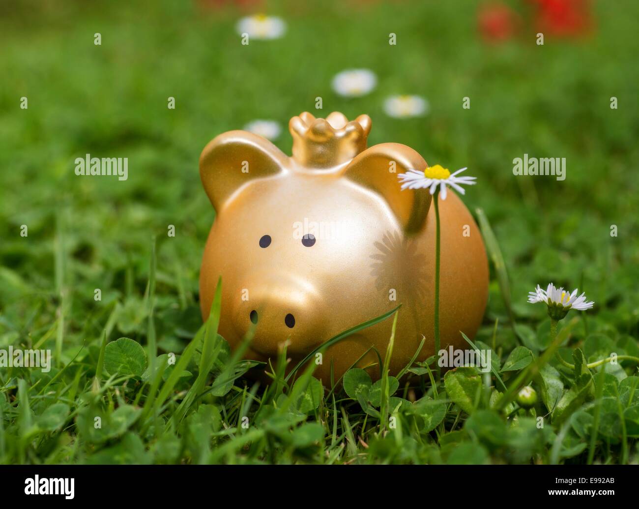 A golden piggy bank with a crown stands on a green meadow. Stock Photo
