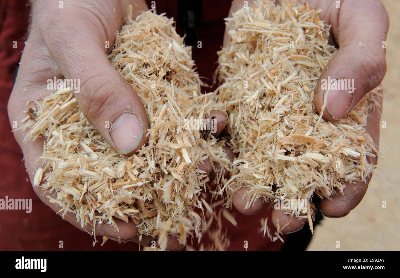 A worker holds  a handful of wood chips for the production of pellets, in Ettenheim, southern Germany, on Oct. 21, 2009. Stock Photo