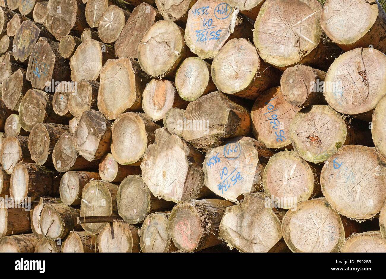 Wood yard in the Black Forest , southern Germany, on  Sept. 30, 2014. Stock Photo
