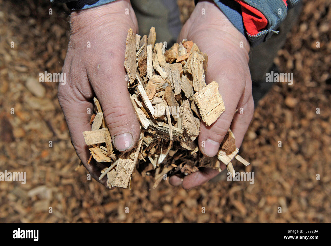 A worker holds  a handful of wood chips for the production of pellets,in  Belchen-Neumagen in the Black Forest, southern Germany , on Dec.. 16, 2011. Stock Photo