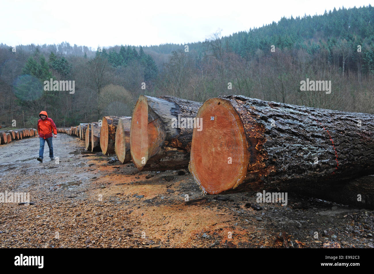 View of a r wood yard in the Black Forest near the mountain Belchen, southern Germany, on Dec.,16., 2011. Stock Photo