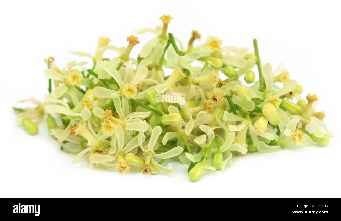 Medicinal neem flower over white background Stock Photo Alamy