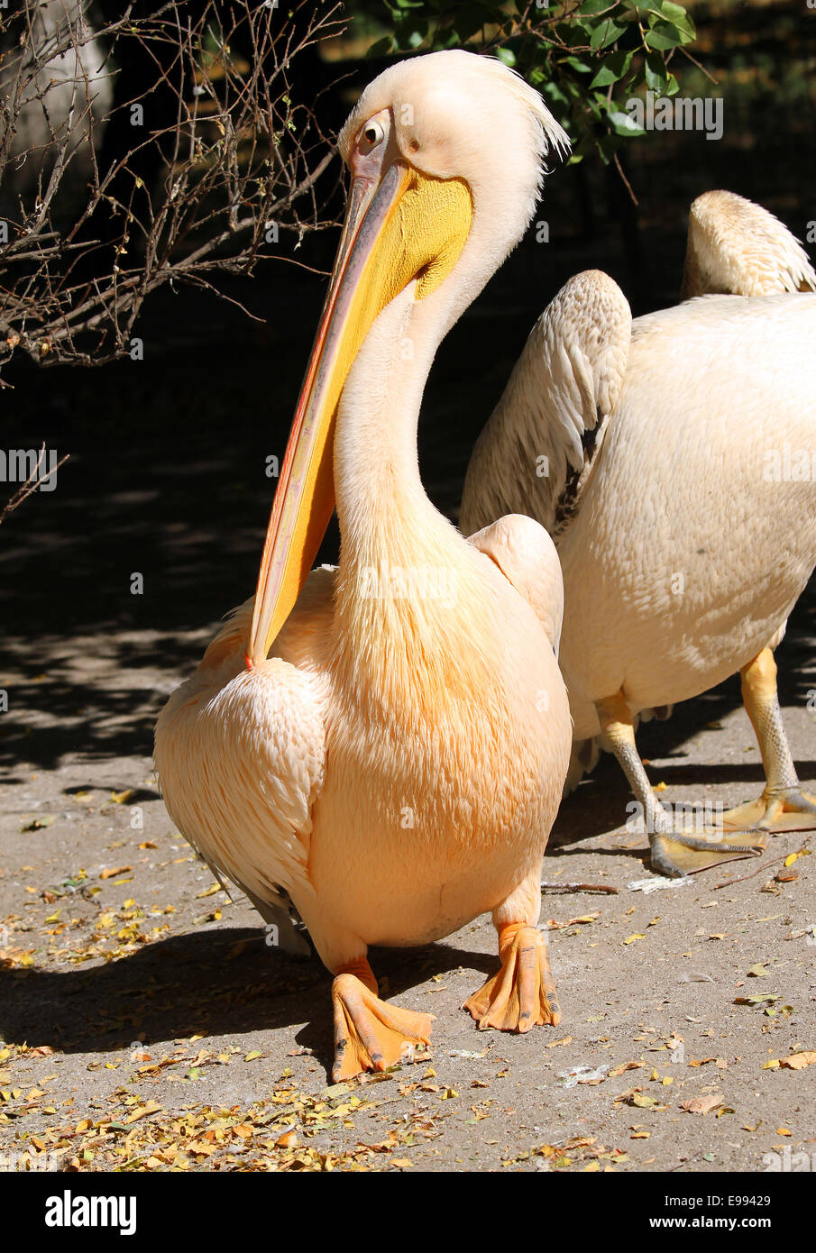 A great pelican (Pelecanus onocrotalus) in the zoo Stock Photo