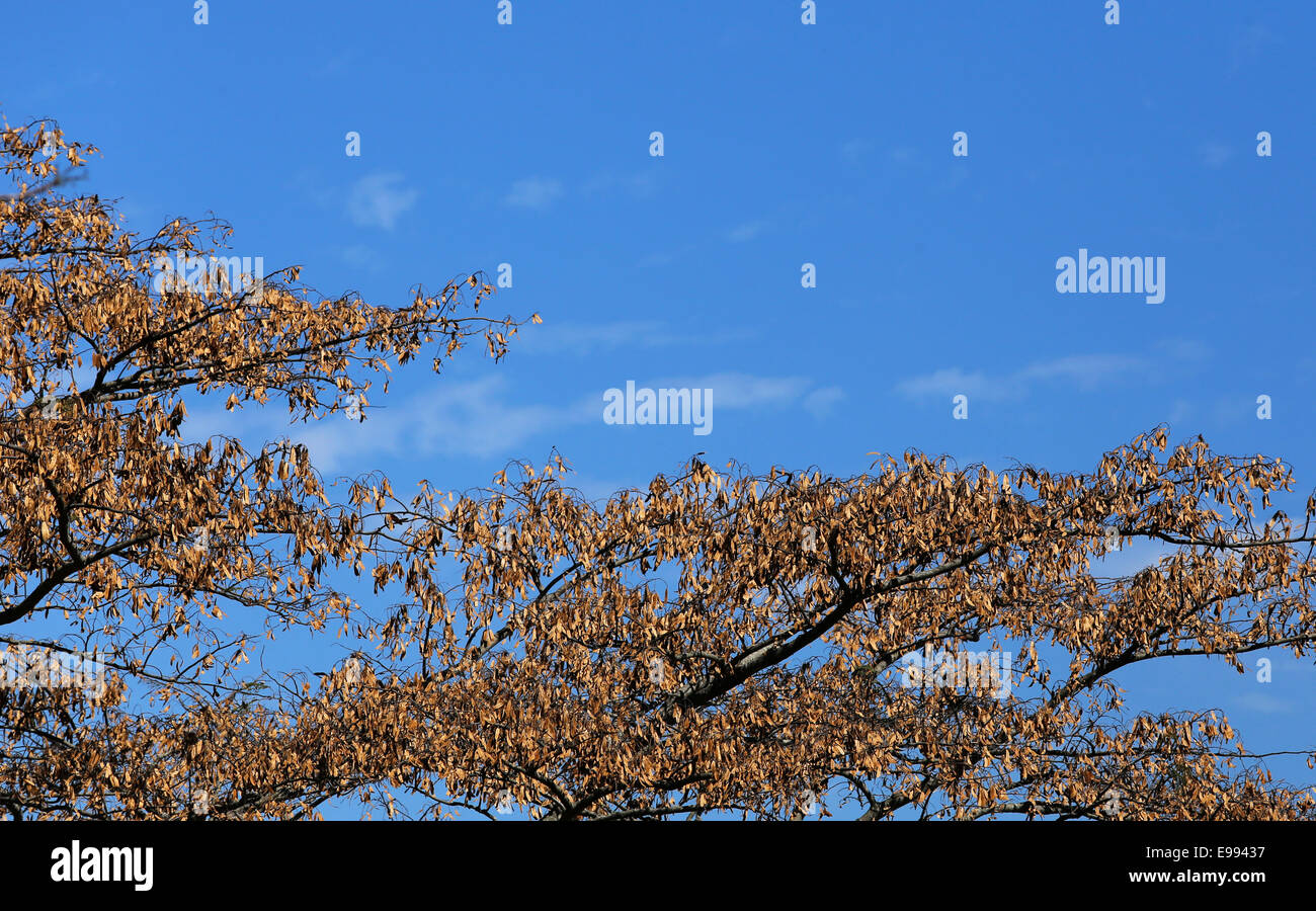 Tree against blue sky in Bangladesh Stock Photo