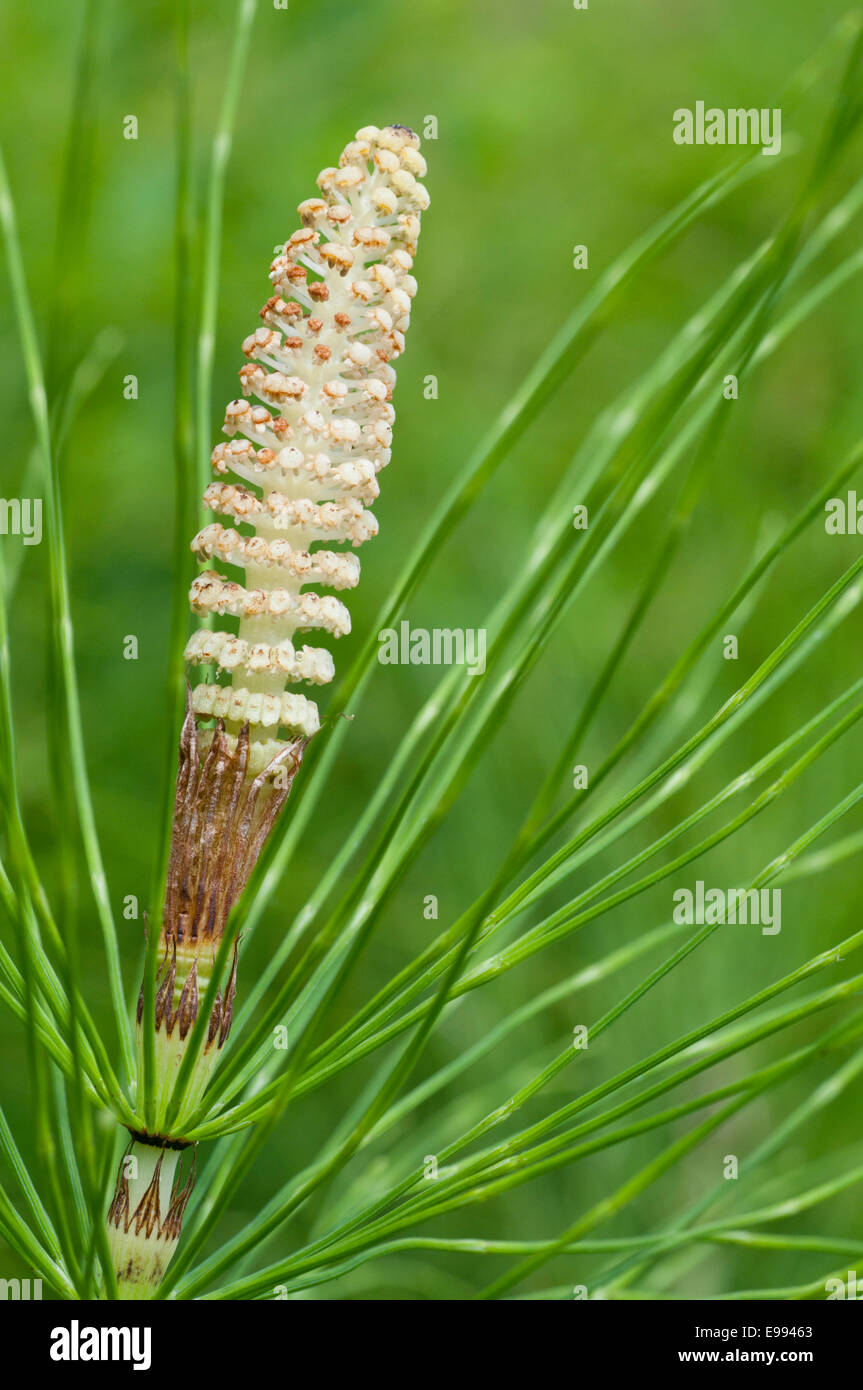 The 'flower' - strobilus- of a Horsetail taken at Cheshunt, Herts also showing the leaves of this plant Stock Photo