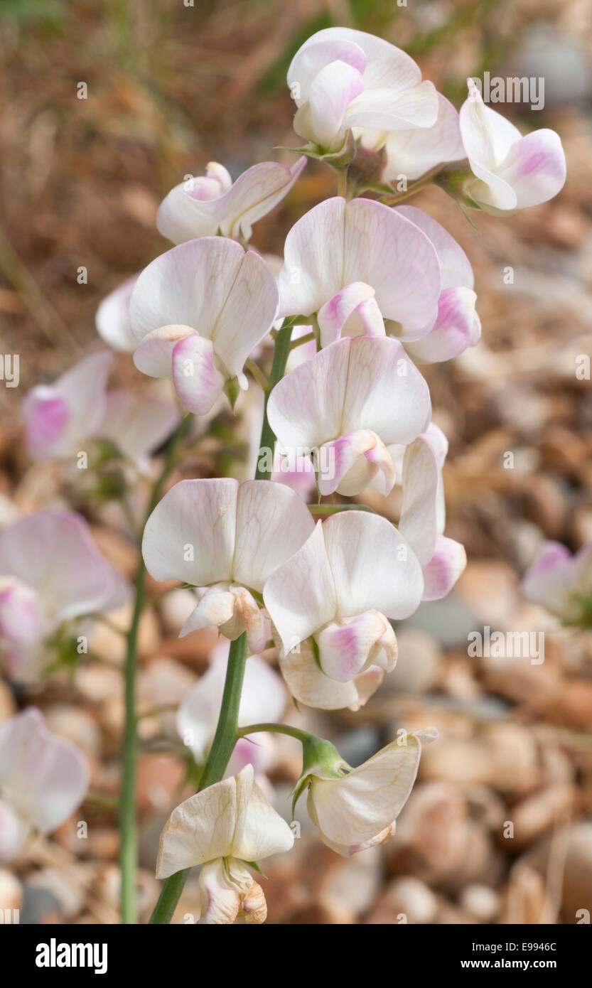 White and pink flowers of the Narrow Leaved Everlasting Pea against a shingle beach background at Shoreham by Sea Stock Photo