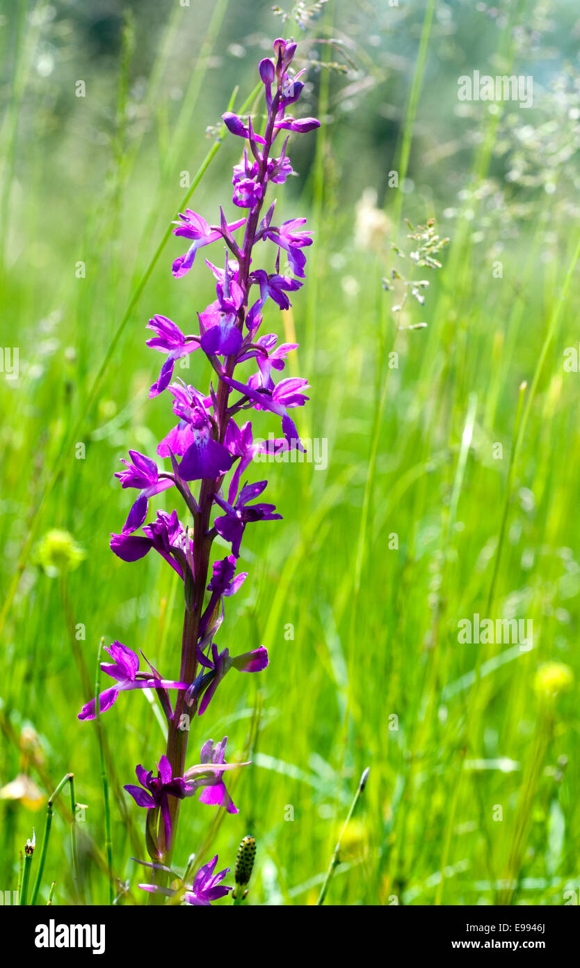 Spike of the purple Lax-flowered Marsh Orchid in a wet Turkish meadow Stock Photo