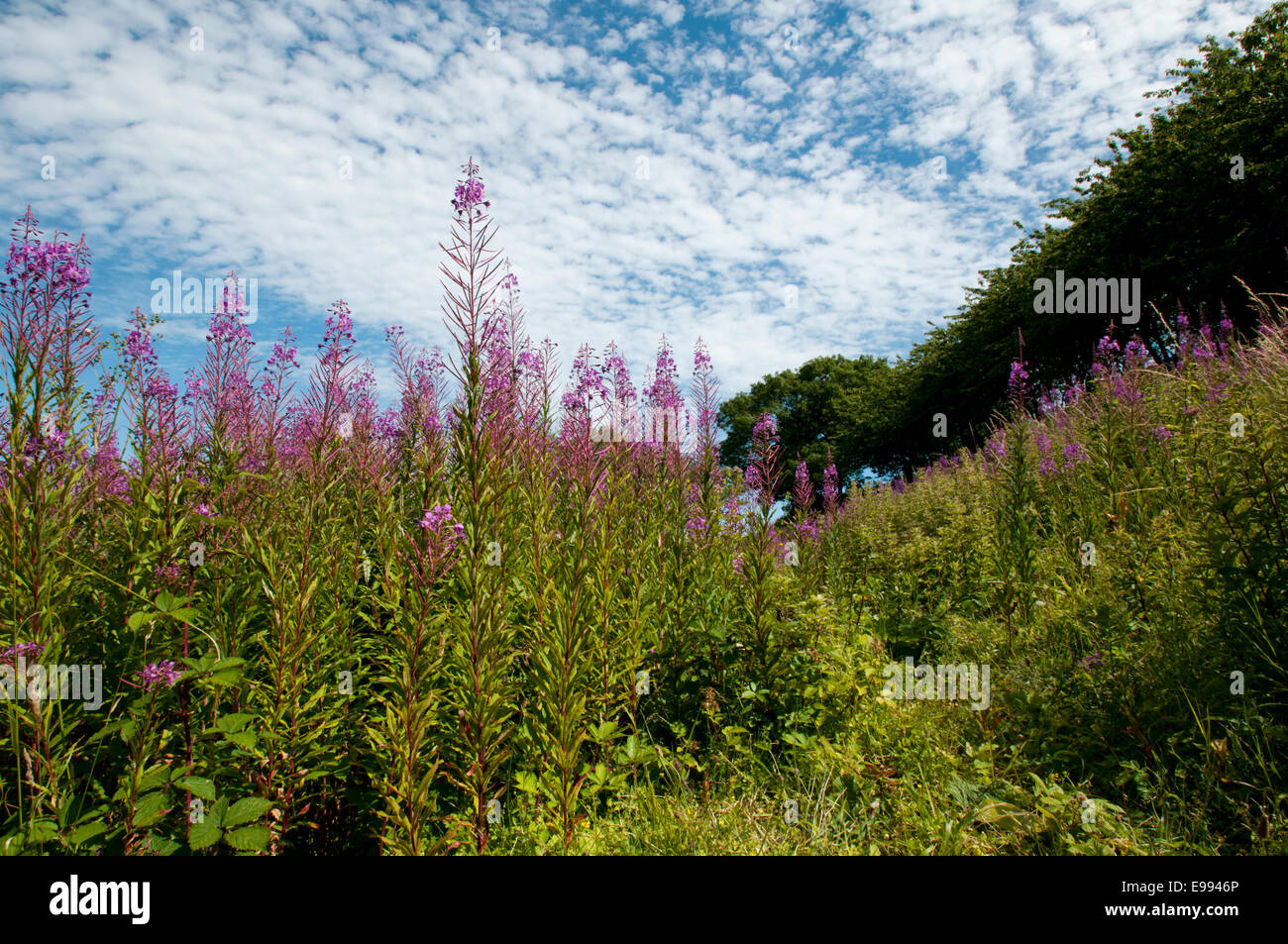 A stand of flowering Rosebay Willowherb on the South Downs near Eastbourne, East Sussex on a bright, sunny day Stock Photo