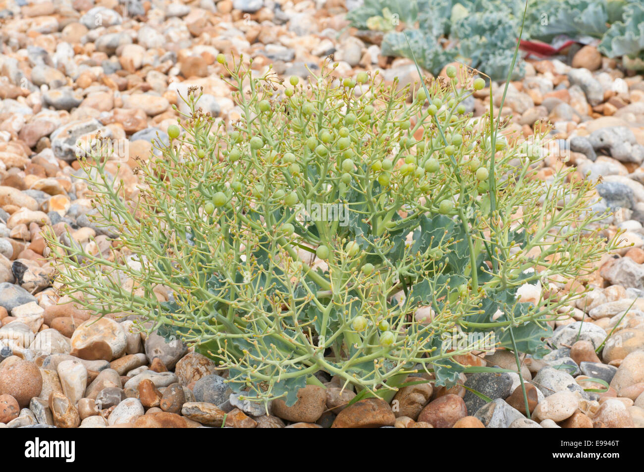 A whole plant of Sea Kale on shingle (its natural habitat) showing the fruit pods taken at Shoreham on Sea, West Sussex Stock Photo