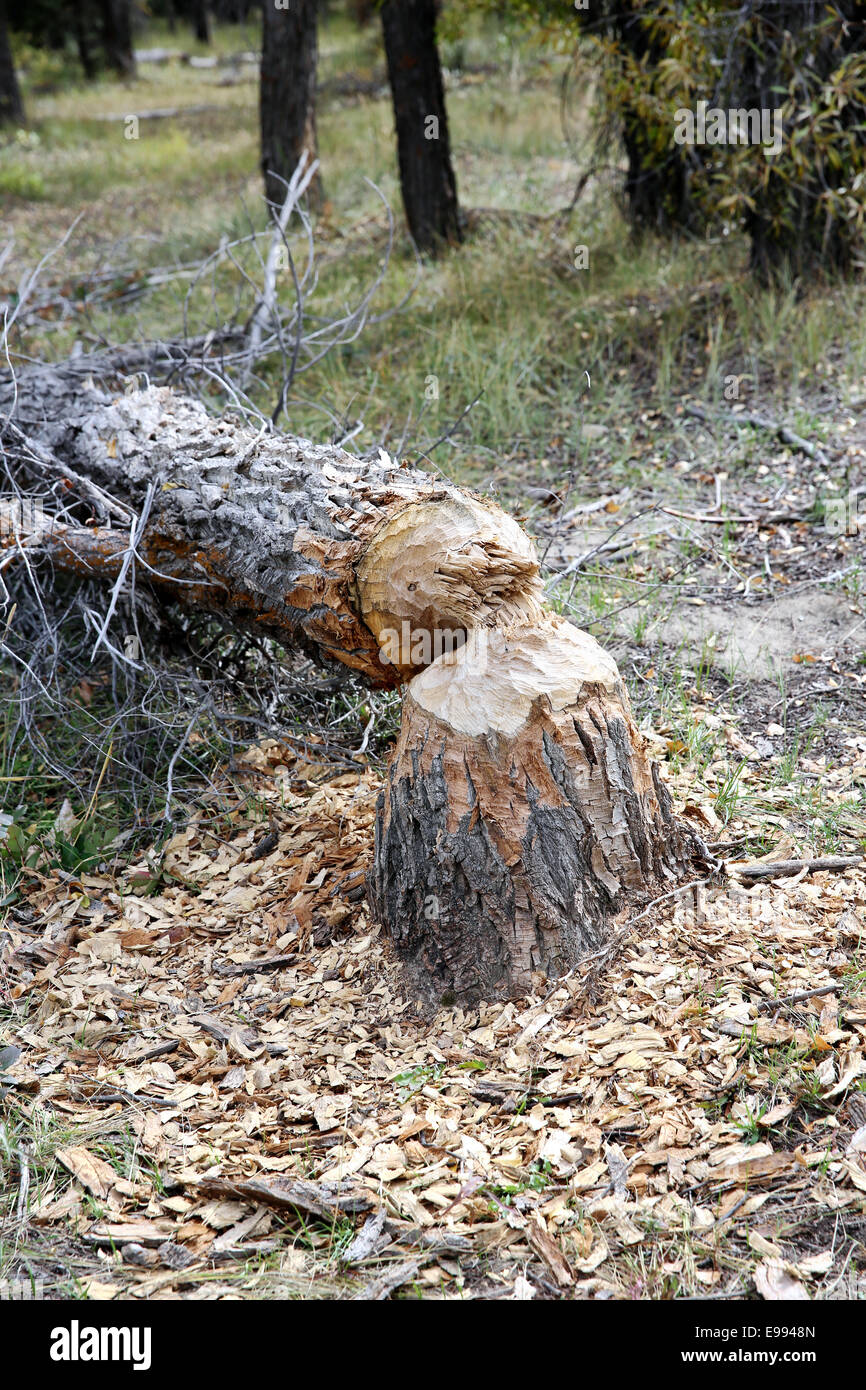Beaver felling tree hires stock photography and images Alamy