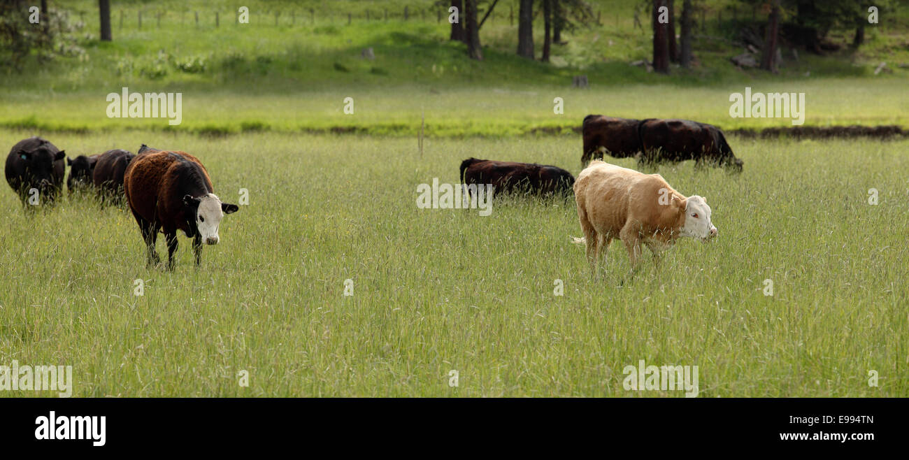 Cattle grazing on national forest rangeland Stock Photo
