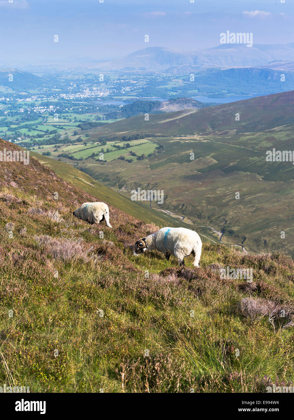 dh Lakeland fells GRISEDALE PIKE LAKE DISTRICT Swaledale hill sheep Cumbria landscape grazing heather hillside uk england Stock Photo