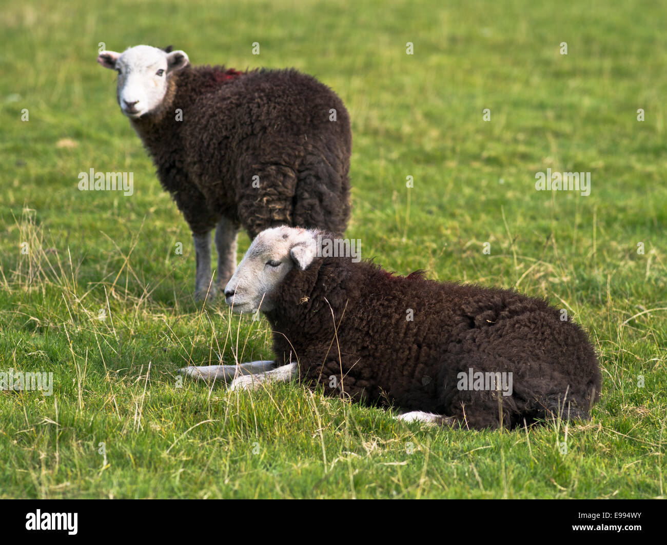 dh Herdwick SHEEP UK Black fleeced Cumbrian Lake District Herdwick sheep cumbria ewe in field Stock Photo