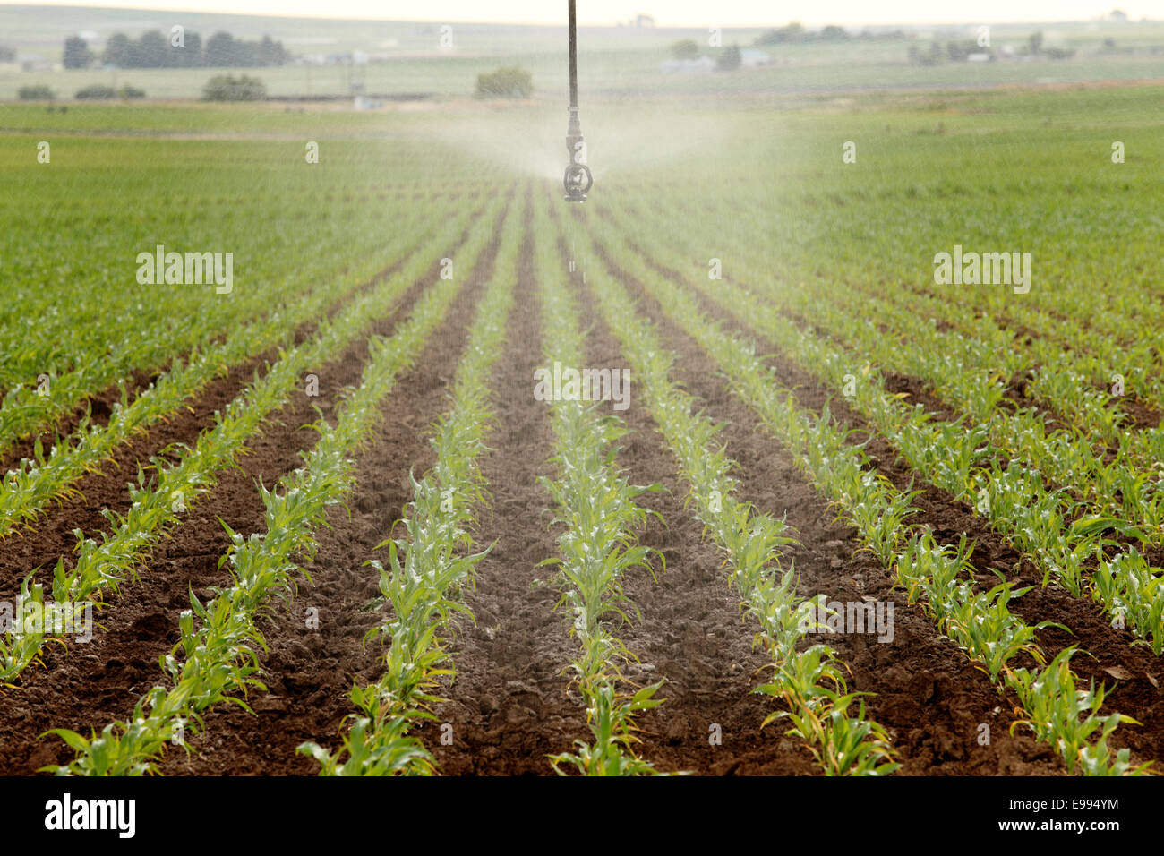 A center pivot sprinkler irrigating rows of corn in a farm field.leaves Stock Photo