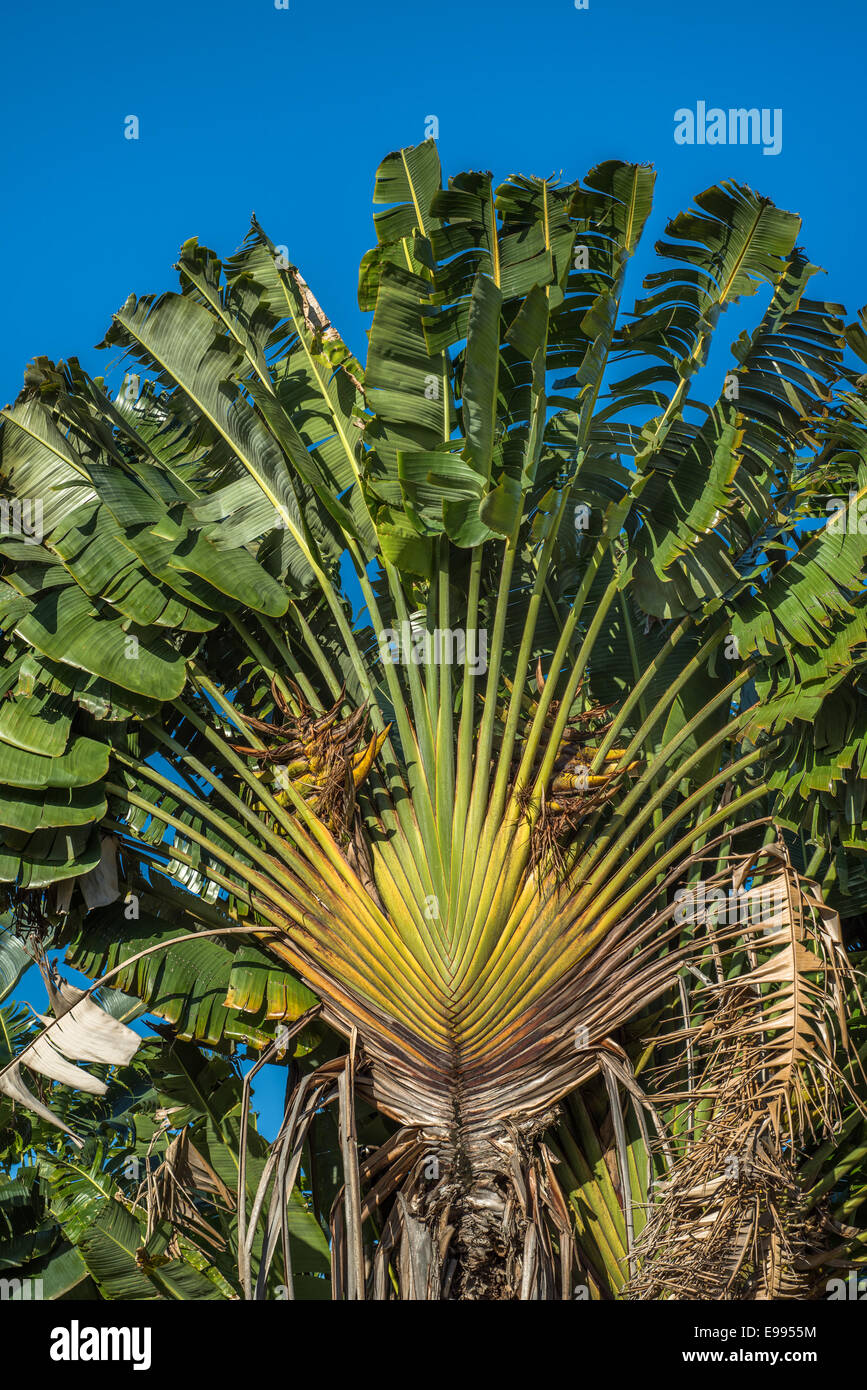 Ravenala or travellers tree over blue sky, Madagascar Stock Photo - Alamy