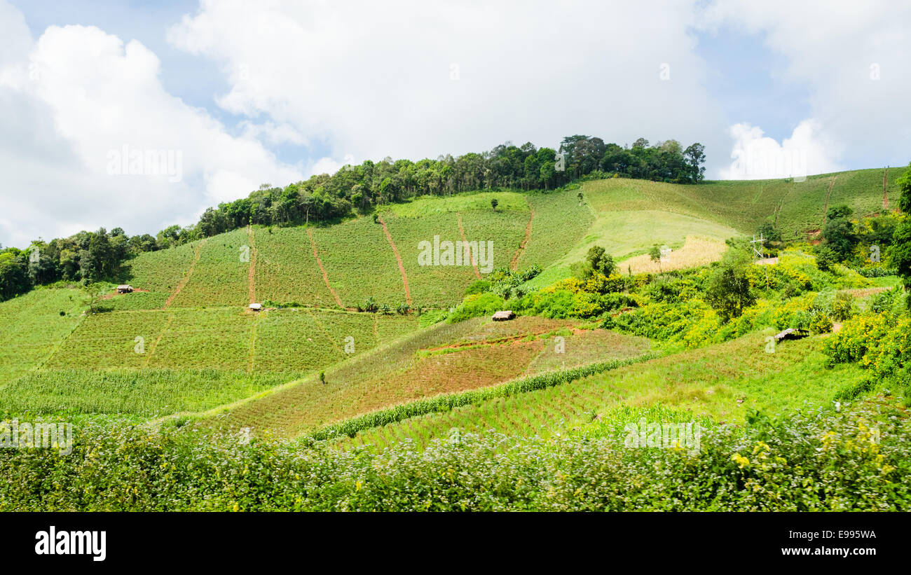 Agriculture on the hill of farmers in northern Thailand Stock Photo