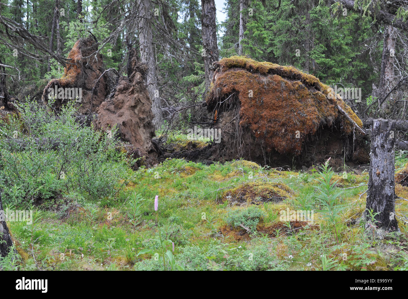 Wild taiga with fallen trees in the polar Urals. The Republic Of Komi, Russia. Stock Photo
