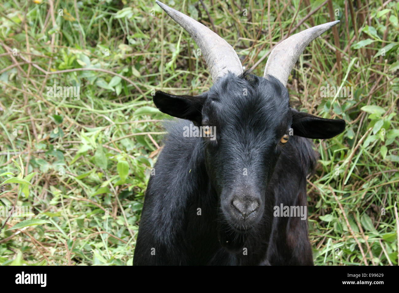A goat in a farmers pasture in Cotacachi, Ecuador Stock Photo