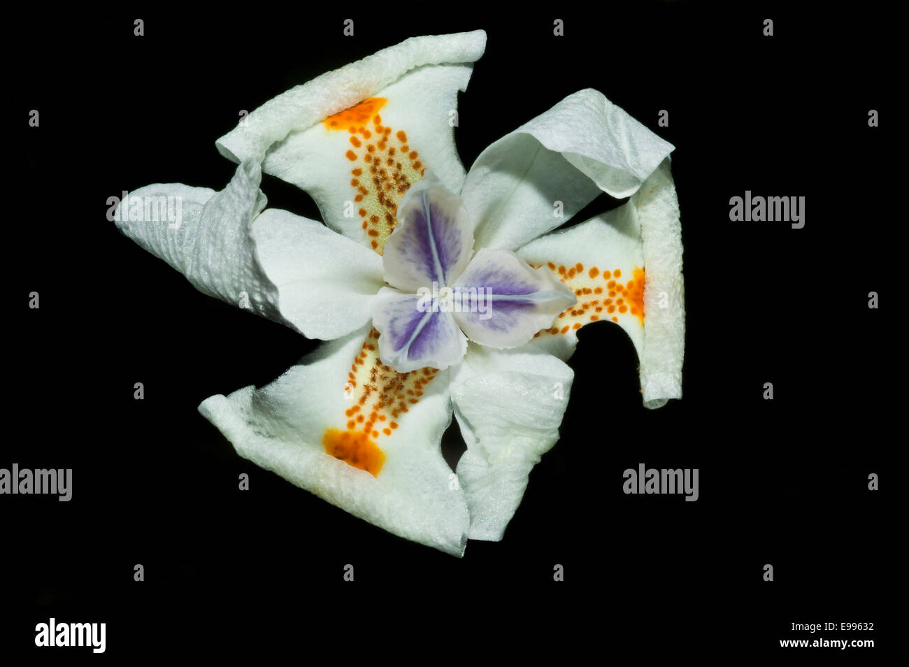 Close-up of White African Iris (Dietes iridioides) with black background. Stock Photo