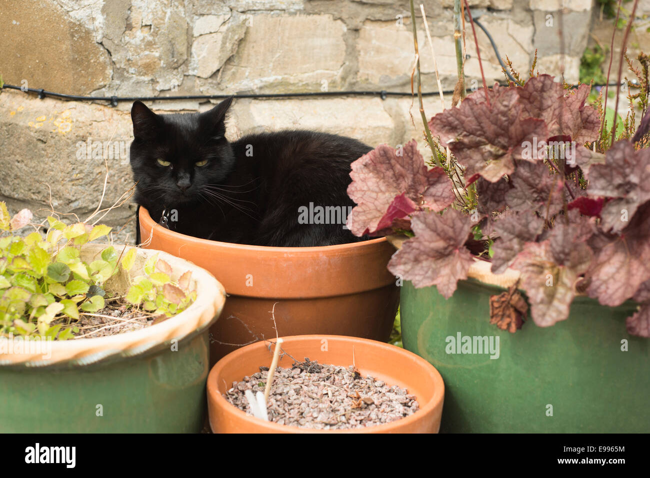 Female, domestic black cat curled up in a flower pot Stock Photo - Alamy