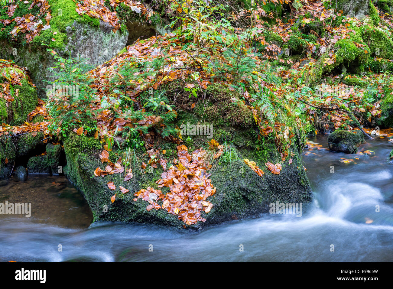 Boulder covered with moss and fallen leaves and running water Stock Photo