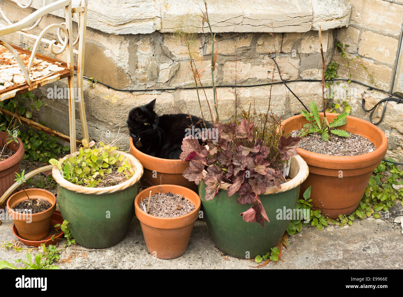 Female, domestic black cat curled up in a flower pot Stock Photo - Alamy