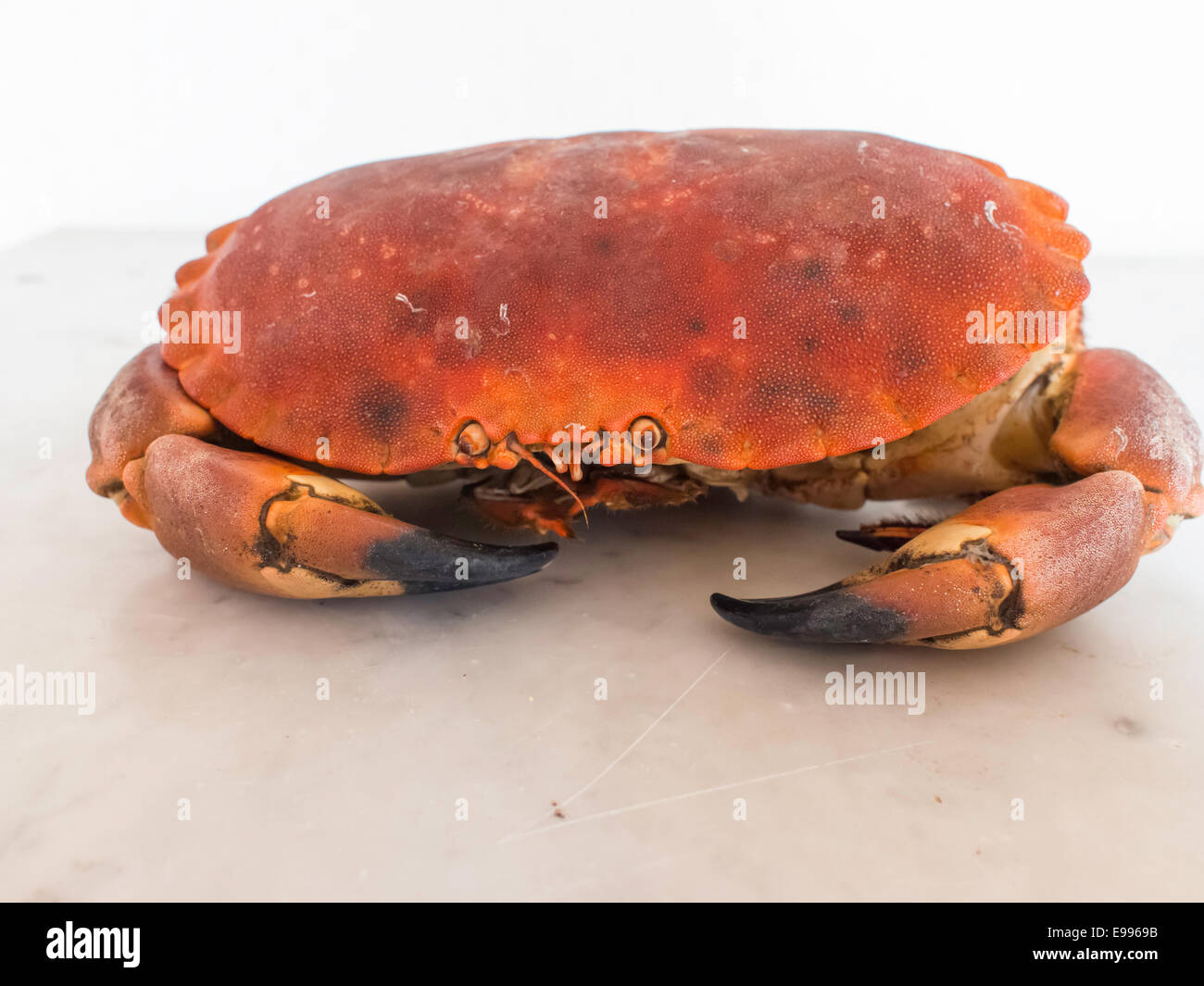 Red Edible Atlantic crab Cancer pagurus on a marble slab Stock Photo