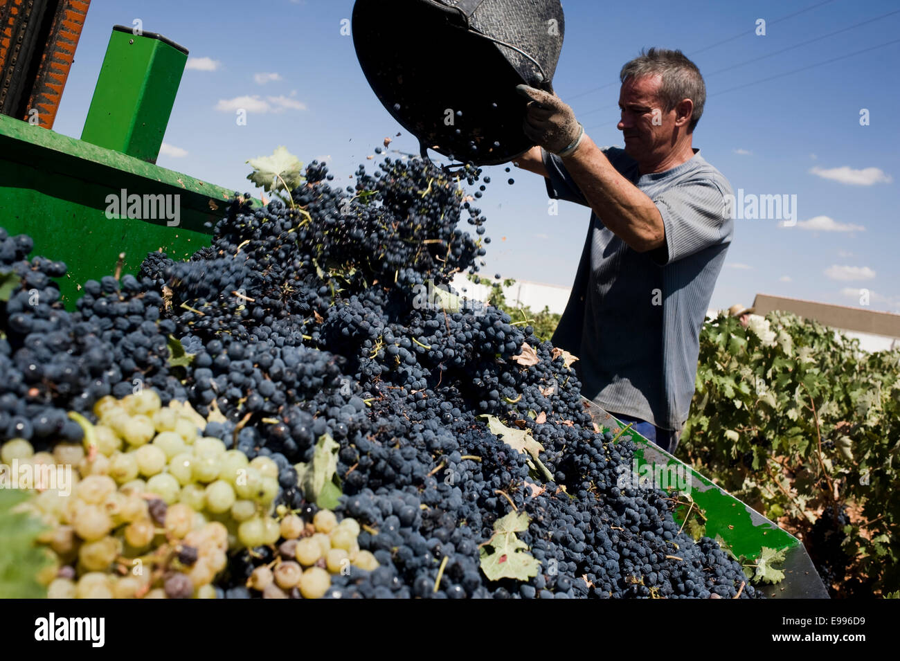 Temporary workers pick up tempranillo grapes in Valdepeñas, Ciudad Real