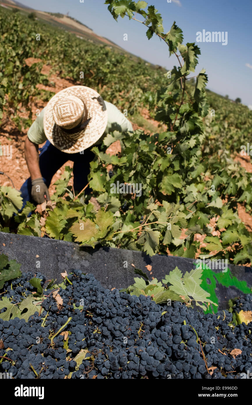 Temporary workers pick up tempranillo grapes in Valdepeñas, Ciudad Real