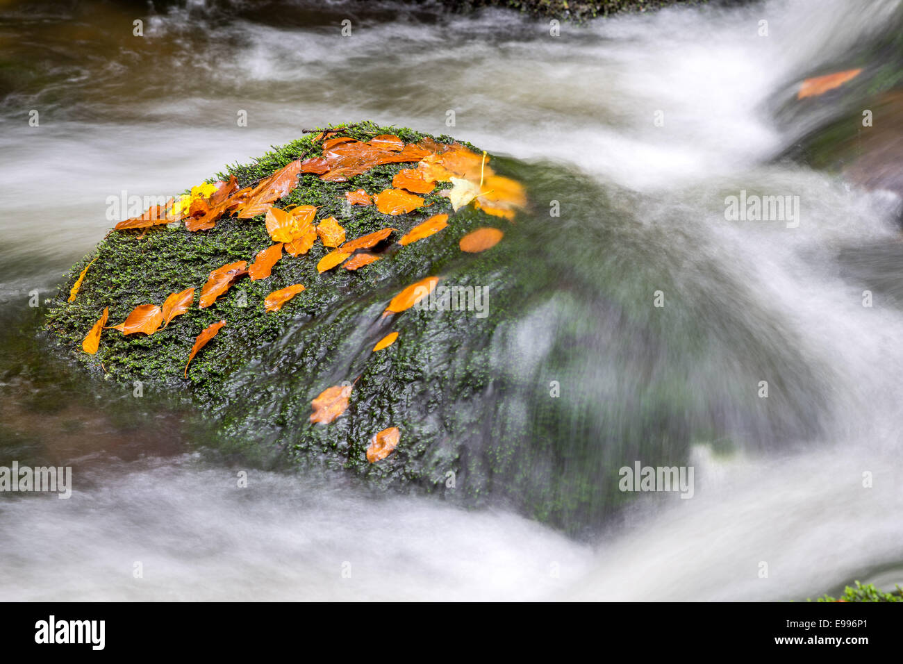 Boulder covered with moss and fallen leaves and running water Stock Photo