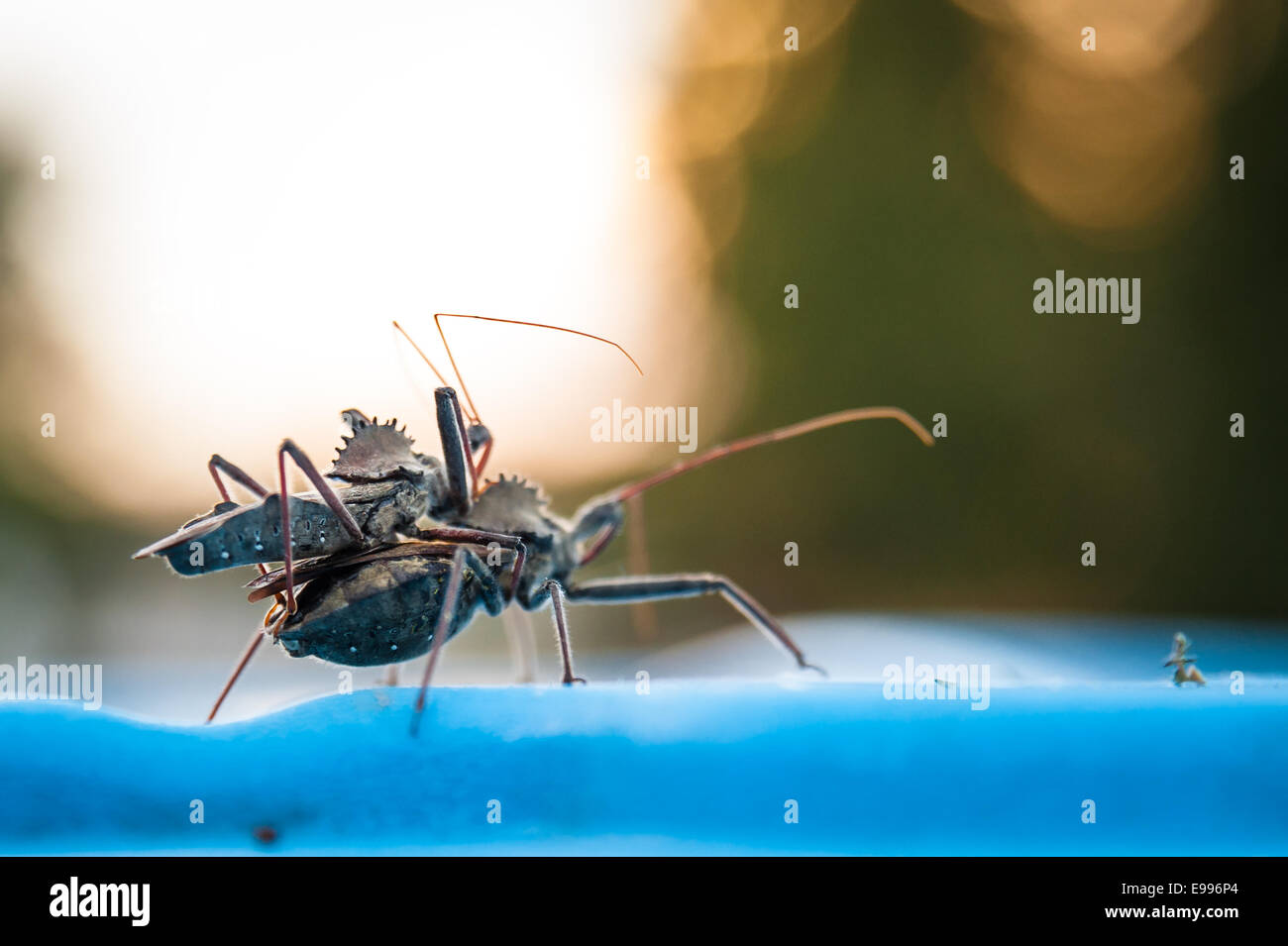 Bizarre backlit Sail Back Dinosaur Bugs (also known as Wheel Bugs), mating at sunset on a trash can lid. Stock Photo