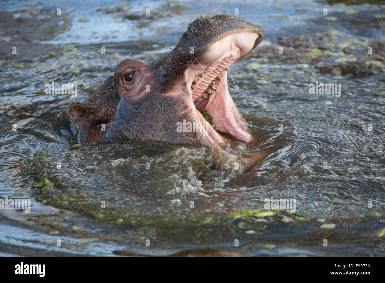 A young Common Hippopotamus calf opening its mouth in the water Stock Photo